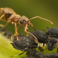 Black Ant with Aphids 8 
